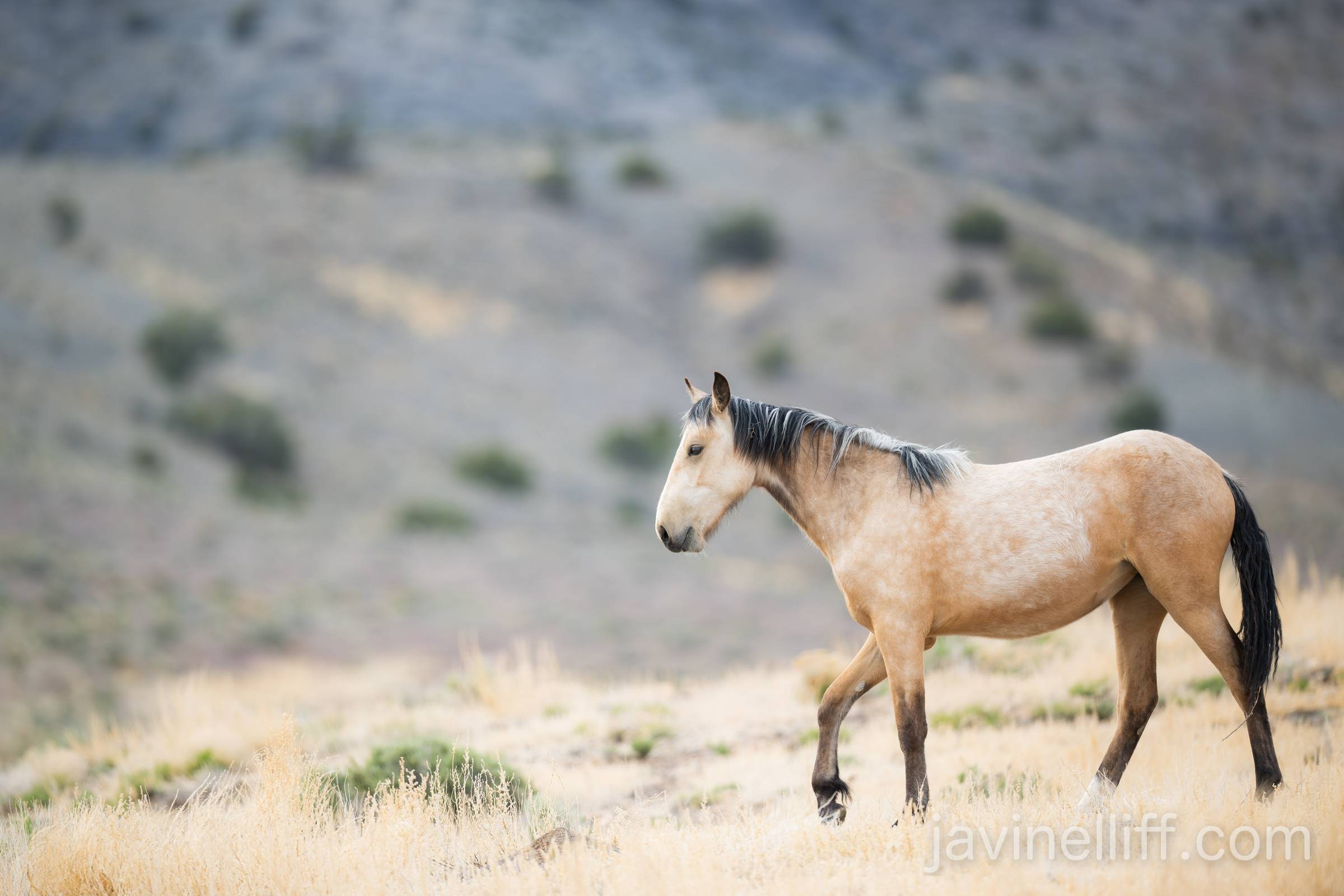 Buckskin Mare Broadside view of a wild horse with a light buckskin color.